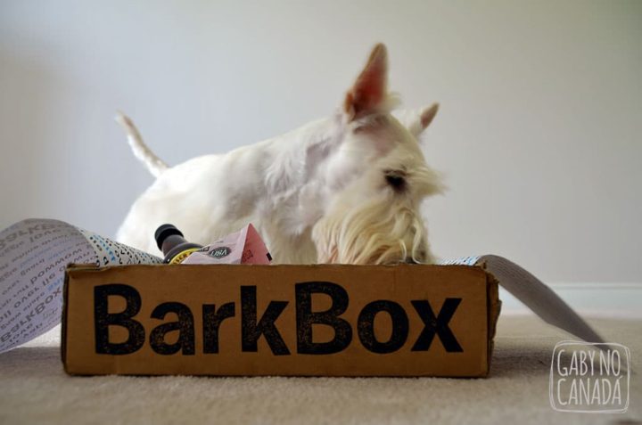 barkbox_gabynocanada2